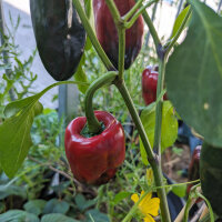 Poblano Chili Ancho San Luis (Capsicum annuum) Samen