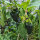 Poblano Chili Ancho San Luis (Capsicum annuum) Samen