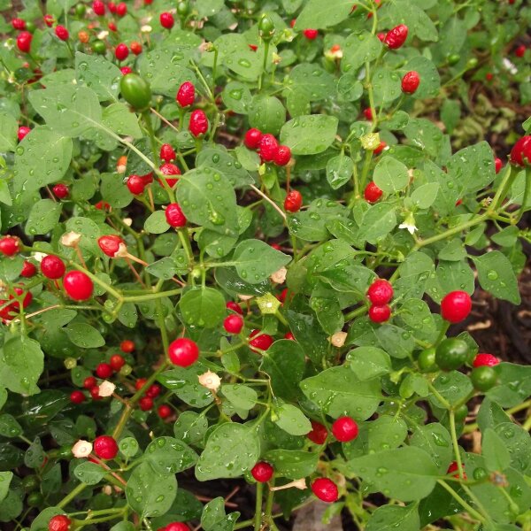 Tepin / Chiltepin (Capsicum glabriusculum) Samen