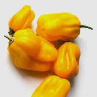 Habanero Chili Ají Umba (Capsicum chinense) Samen