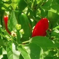 Sibirischer Hauspaprika (Capsicum annuum) Samen