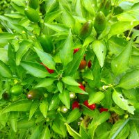 Sibirischer Hauspaprika (Capsicum annuum) Samen