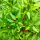 Sibirischer Hauspaprika (Capsicum annuum) Samen