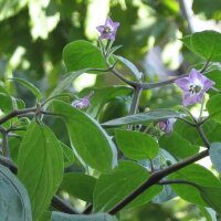 Baumchili Rocoto (Capsicum pubescens) Samen