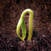 Baumchili Rocoto (Capsicum pubescens) Samen