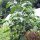 Baumchili Rocoto (Capsicum pubescens) Samen