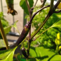 Chili Pasilla Bajo (Capsicum annuum) Samen