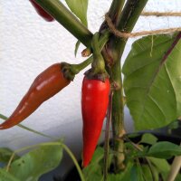 Chili Pasilla Bajo (Capsicum annuum) Samen