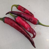 Chili Pasilla Bajo (Capsicum annuum) Samen