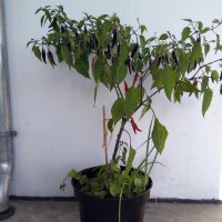 Chili Pasilla (Capsicum annuum) Samen