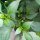 Chili Pasilla Bajo (Capsicum annuum) Samen