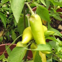 Chili Hungarian Hot Wax (Capsicum annuum) Bio Saatgut