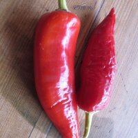 Chili Hungarian Hot Wax (Capsicum annuum) Bio Saatgut