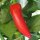 Chili Hungarian Hot Wax (Capsicum annuum) Bio Saatgut