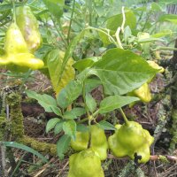 Glockenchili (Capsicum baccatum) Bio Saatgut