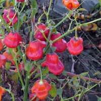 Glockenchili (Capsicum baccatum) Bio Saatgut