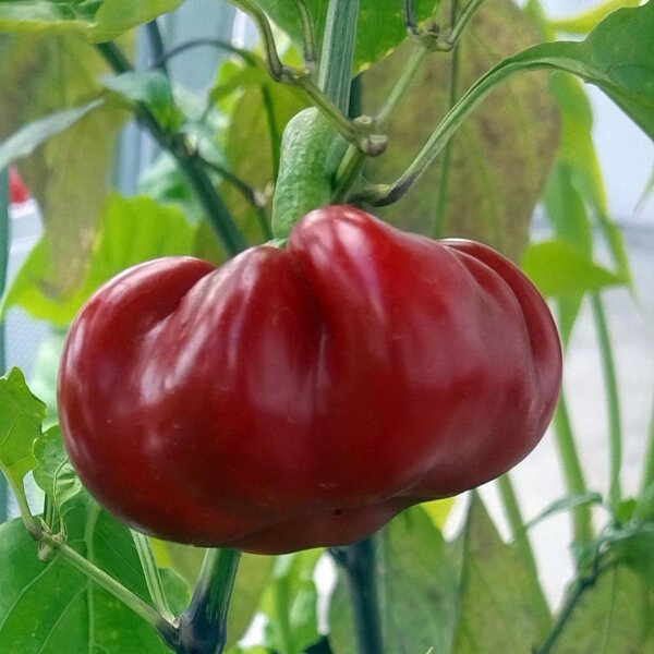 Tomatenpaprika / Apfelpaprika (Capsicum annuum) Bio Saatgut