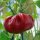Tomatenpaprika / Apfelpaprika (Capsicum annuum) Bio