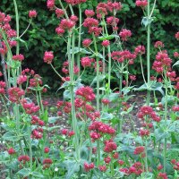 Rote Spornblume (Centranthus ruber) Samen