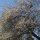 Wildkirsche (Prunus avium subsp. avium) Samen