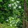 Kerbelrübe (Chaerophyllum bulbosum) Samen
