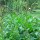 Guter Heinrich (Chenopodium bonus-henricus) Samen