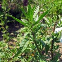 Epazote (Chenopodium ambrosioides) Samen