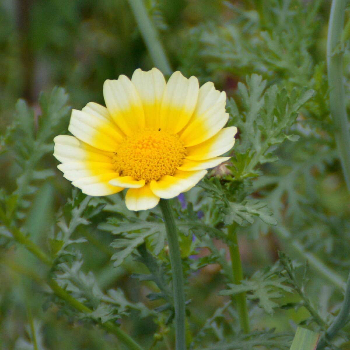 Speisechrysantheme (Chrysanthemum coronarium)