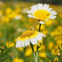 Speisechrysantheme (Chrysanthemum coronarium) Samen