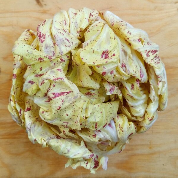 Orchideensalat / Radicchio Variegata di Castelfranco (Cichorium intybus var. foliosum) Samen