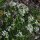 Löffelkraut (Cochlearia officinalis) Samen