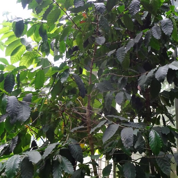 Robusta Tiefland-Kaffee (Coffea canephora) Samen