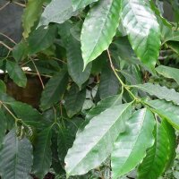 Robusta Tiefland-Kaffee (Coffea canephora) Samen