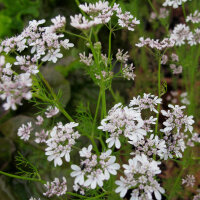 Cilantro / Blatt-Koriander Marino (Coriandrum sativum) Samen