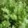 Cilantro / Blatt-Koriander Marino (Coriandrum sativum) Samen