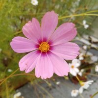 Cosmea / Schmuckkörbchen (Cosmos bipinnatus) Samen