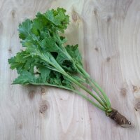 Tatarenkohl (Crambe tataria) Samen