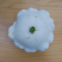 Patisson Blanc / Kürbis weiß Custard White (Cucurbita pepo) Samen