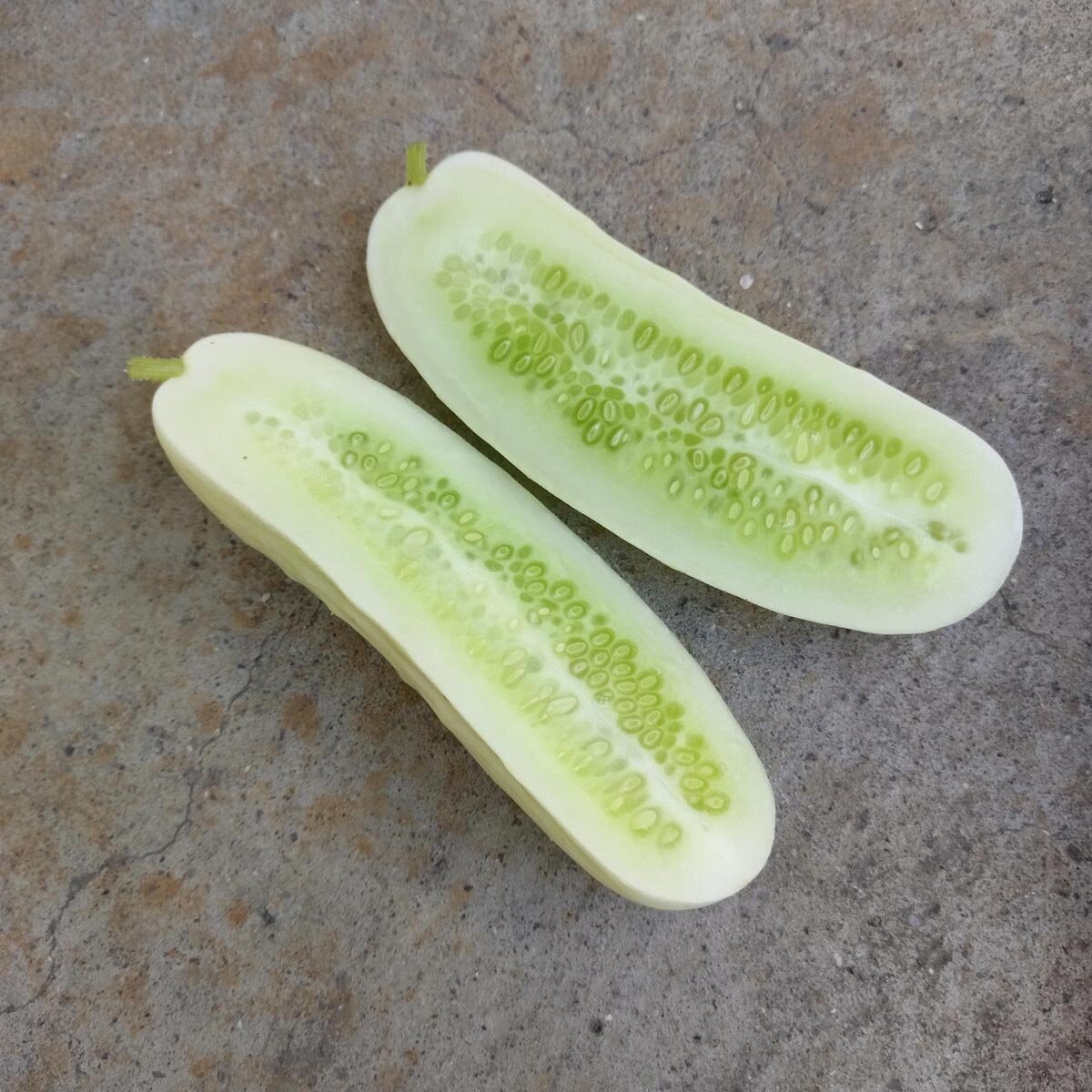 Weisse Gurke 'White Wonder' (Cucumis sativus) Samen