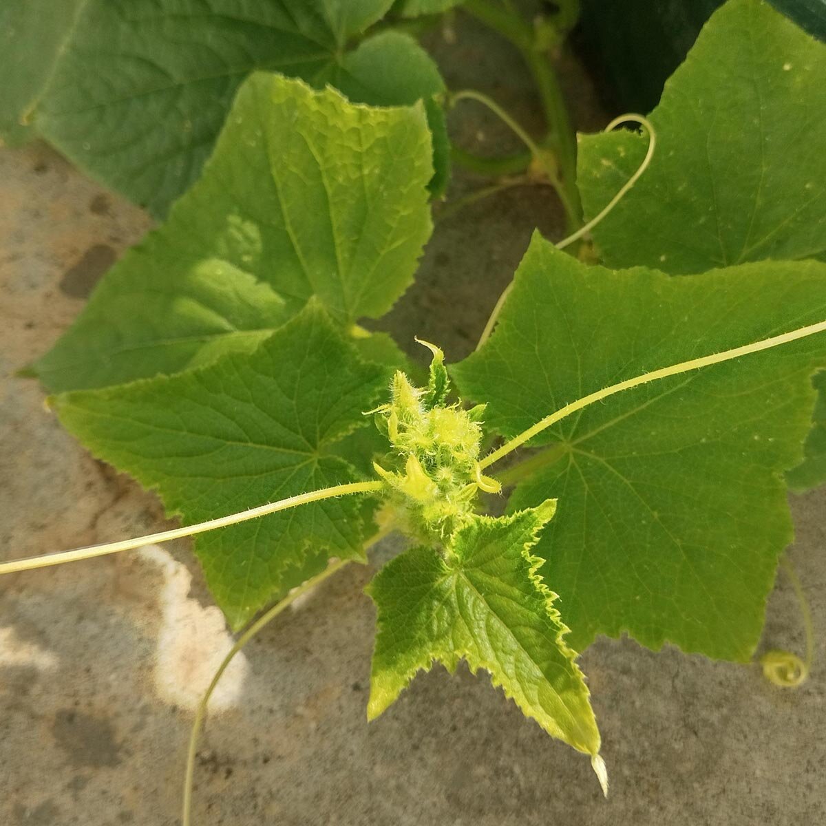 Weisse Gurke 'White Wonder' (Cucumis sativus) Samen
