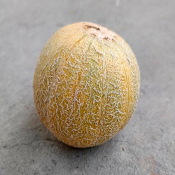 Melone Blenheim Orange (Cucumis melo) Samen