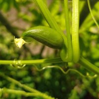 Achocha / Caigua / Hörnchenkürbis (Cyclanthera pedata) Samen
