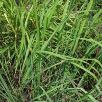 Ostindisches Zitronengras / Lemongras (Cymbopogon flexuosus) Samen