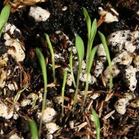 Ostindisches Zitronengras / Lemongras (Cymbopogon flexuosus) Samen