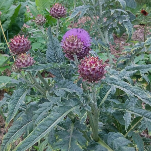 Cardy / Spanische Artischocke (Cynara cardunculus) Samen