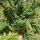 Cardy / Spanische Artischocke (Cynara cardunculus) Samen