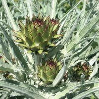 Artischocke (Cynara scolymus) Samen