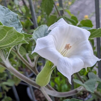 Toloache (Datura inoxia) Samen