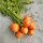 Frühe Karotte Pariser Markt (Daucus carota) Samen