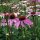 Roter Sonnenhut (Echinacea purpurea) Samen